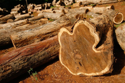 daftar perusahaan furniture di jepara, furniture antik jepara, furniture asli jepara, furniture craft jepara, furniture dari jepara, furniture di jepara, furniture jepara asli, furniture jepara berkualitas, furniture jepara mewah, furniture jepara modern, furniture jepara online terpercaya